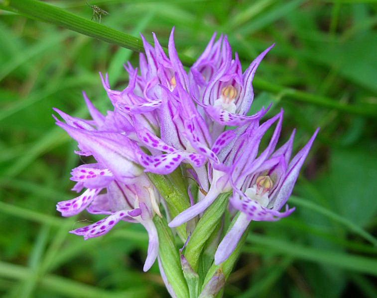 Orchis tridentata